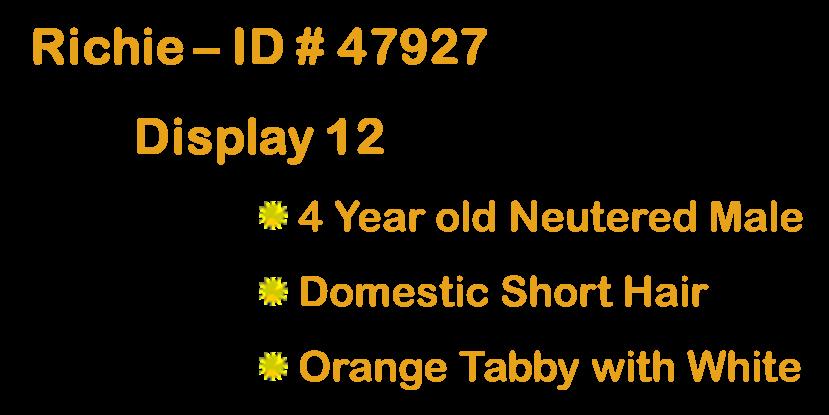 Richie, an adopted Domestic Short Hair in Suffolk, VA image 3/3