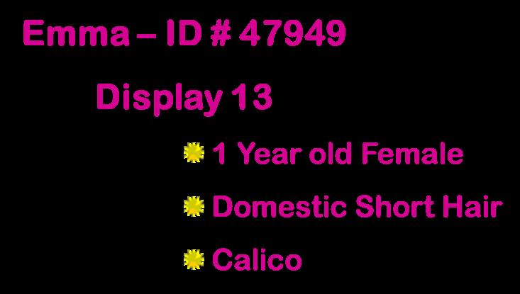 Richie, an adopted Domestic Short Hair in Suffolk, VA image 2/3