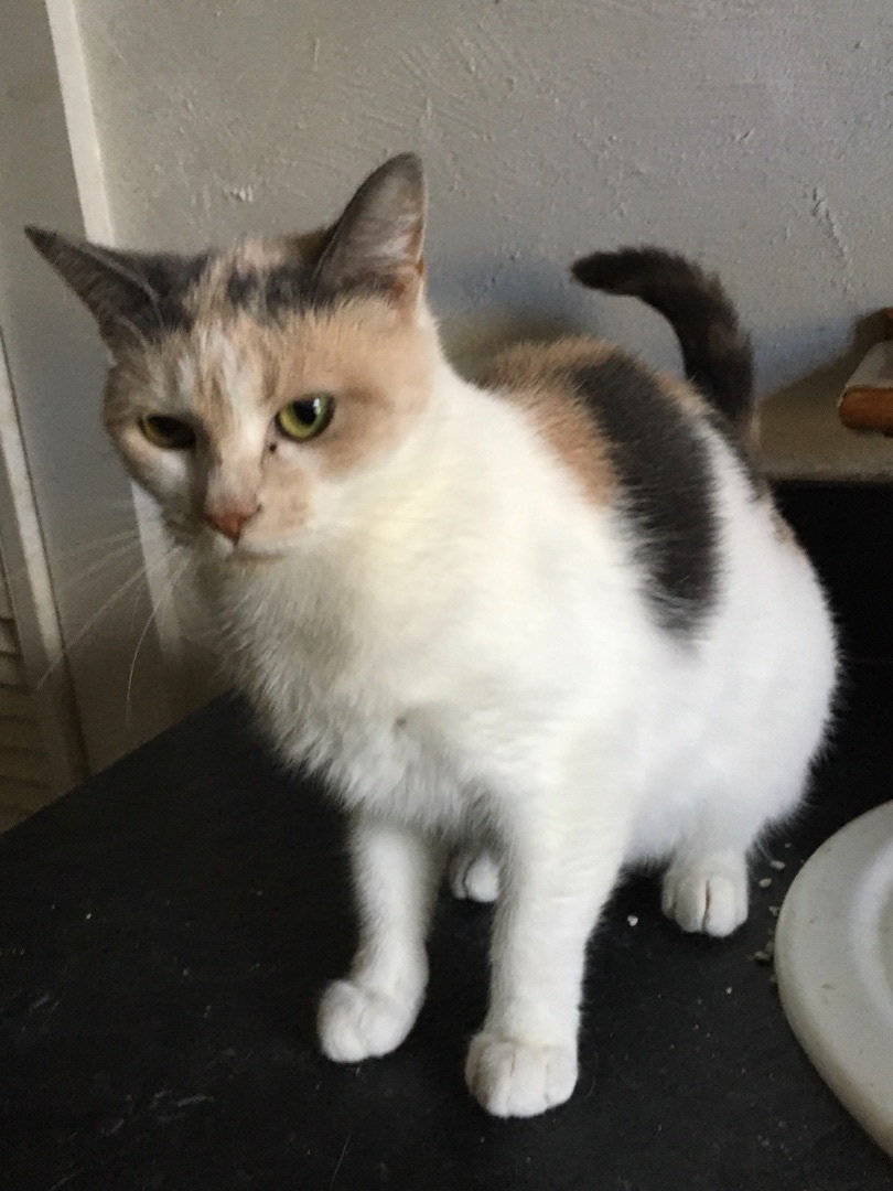 Vivienne, a Adoptable Domestic Short Hair in Stuart, VA image 1/2