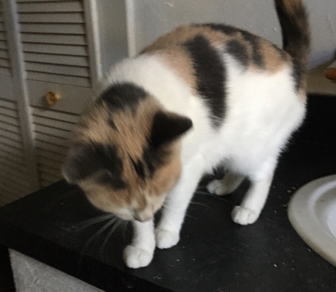 Vivienne, a Adoptable Domestic Short Hair in Stuart, VA image 2/2