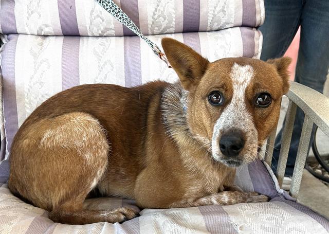 Enlarge CALAMITY, a Adoptable Australian Cattle Dog / Blue Heeler in Lodi, CA image 1/1