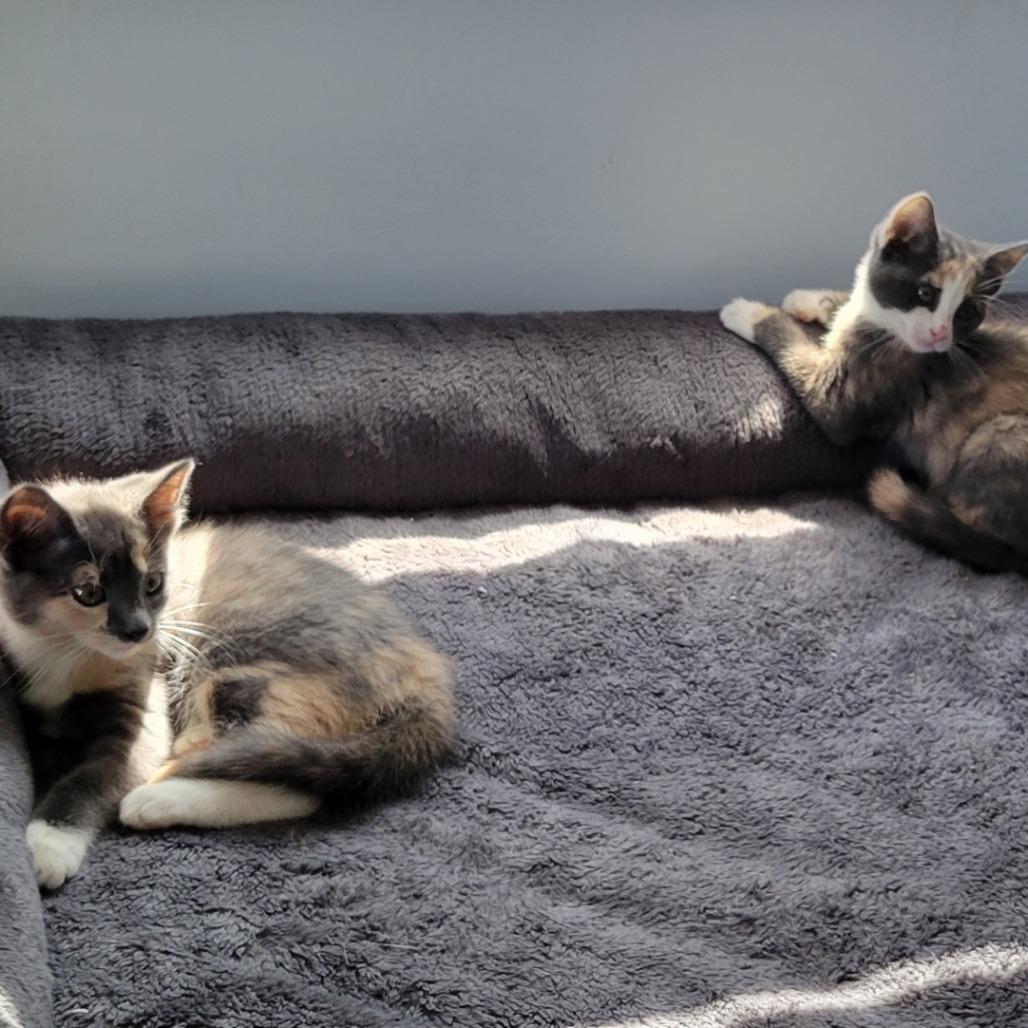 Rainbow, Adoptable, Kitten Female Domestic Short Hair.