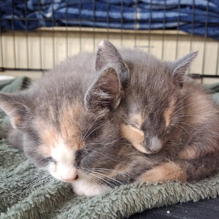 Rainbow, a Adoptable Domestic Short Hair in Bel Air, MD image 2/2
