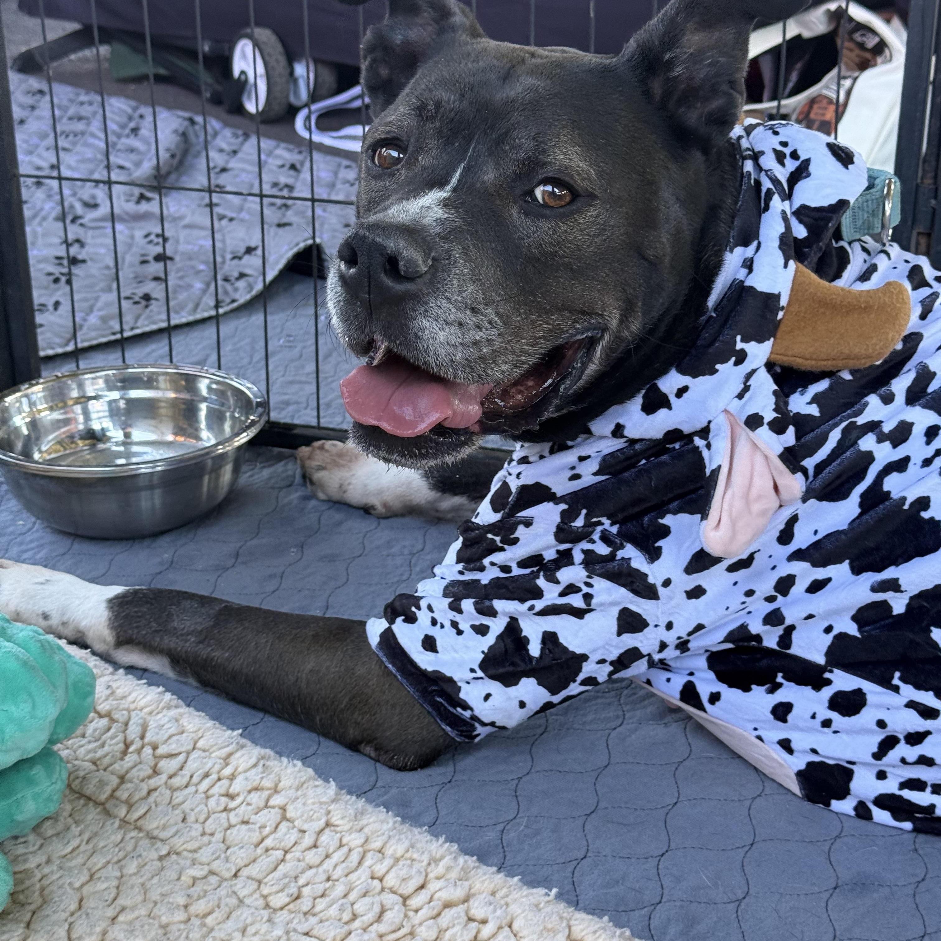 Wilson , Adoptable, Adult Male Pit Bull Terrier.