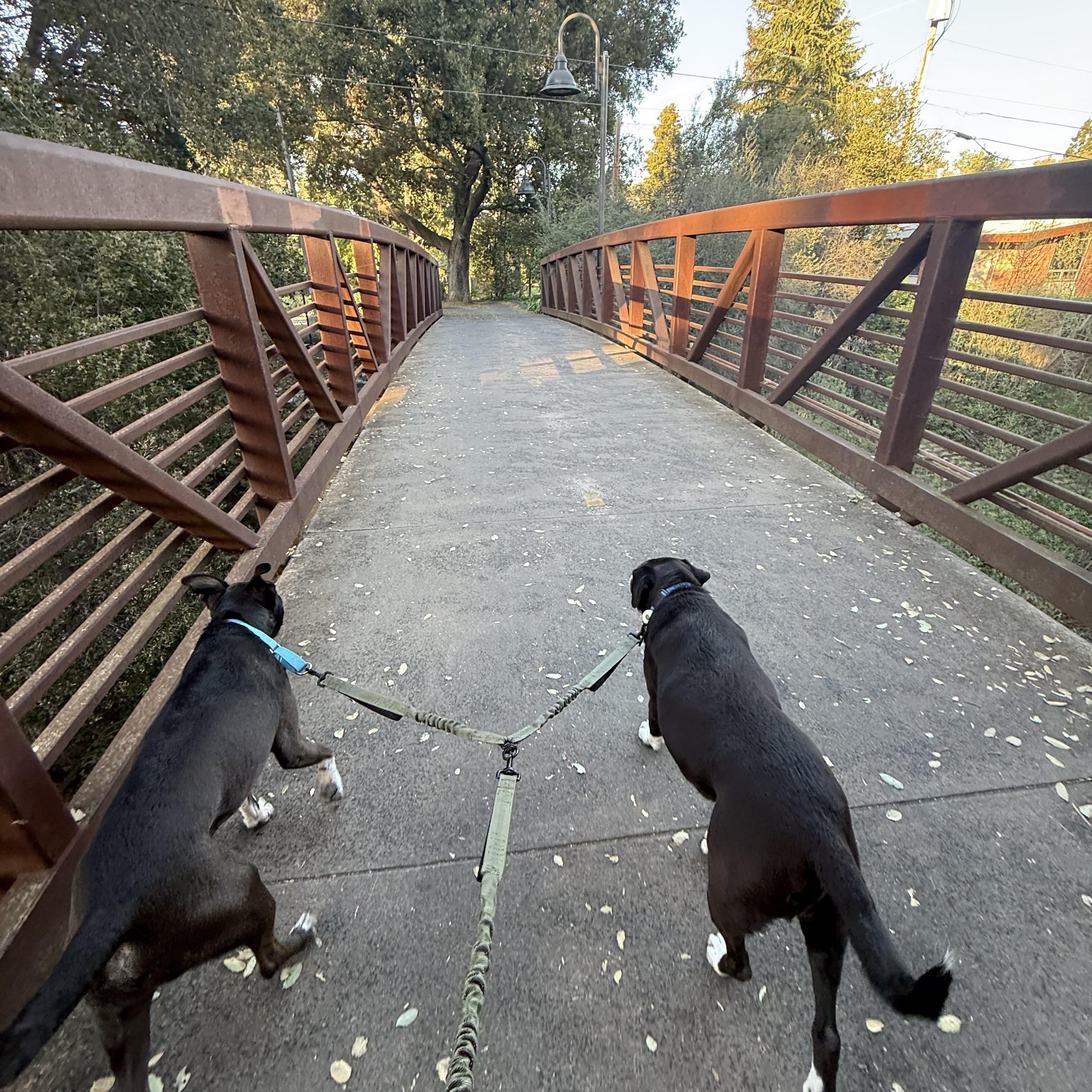 Enlarge Wilson , a ADOPTABLE Pit Bull Terrier in Hayward, CA image 4/6