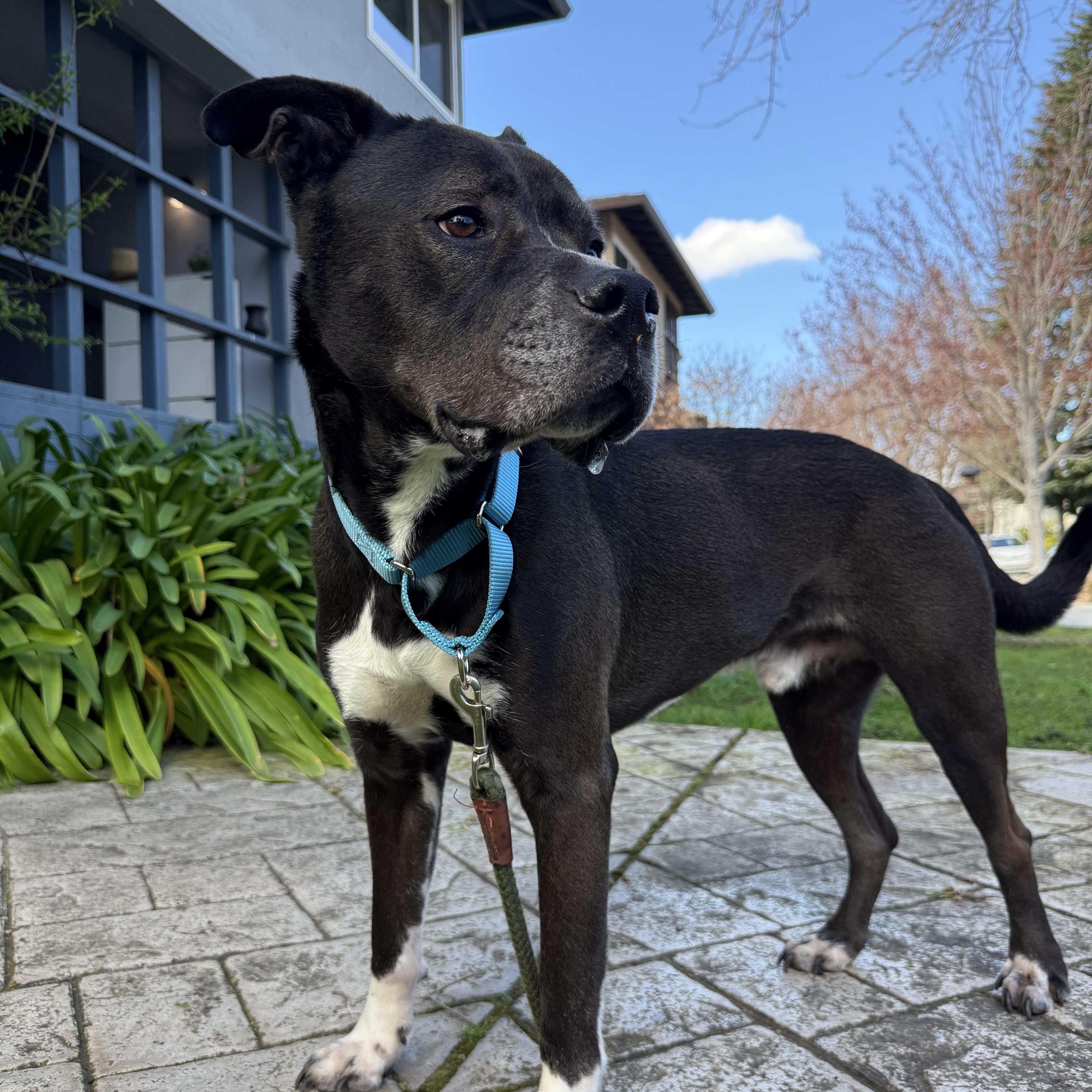 Enlarge Wilson , a ADOPTABLE Pit Bull Terrier in Hayward, CA image 6/6
