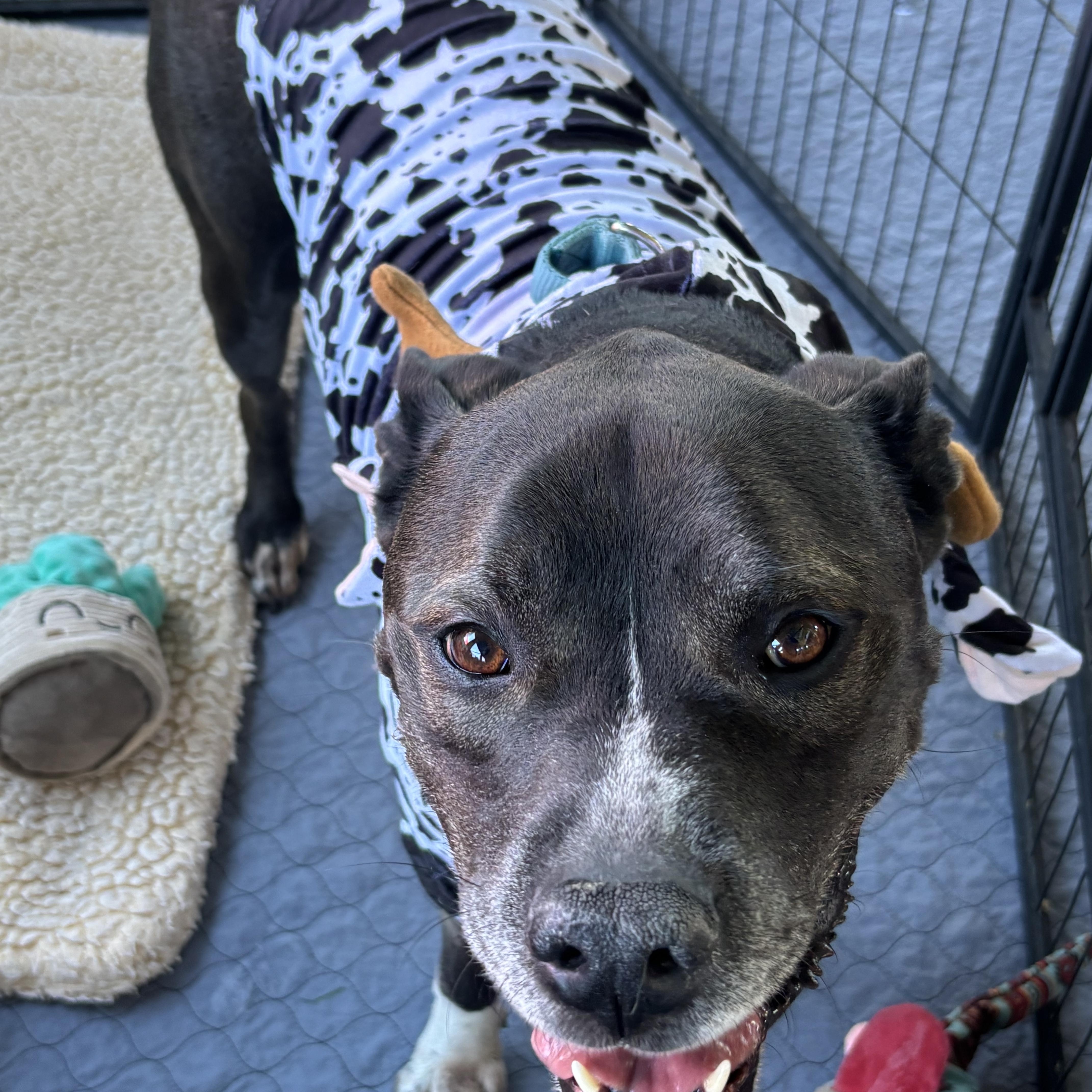 Enlarge Wilson , a Adoptable mixed breed in Hayward, CA image 5/5