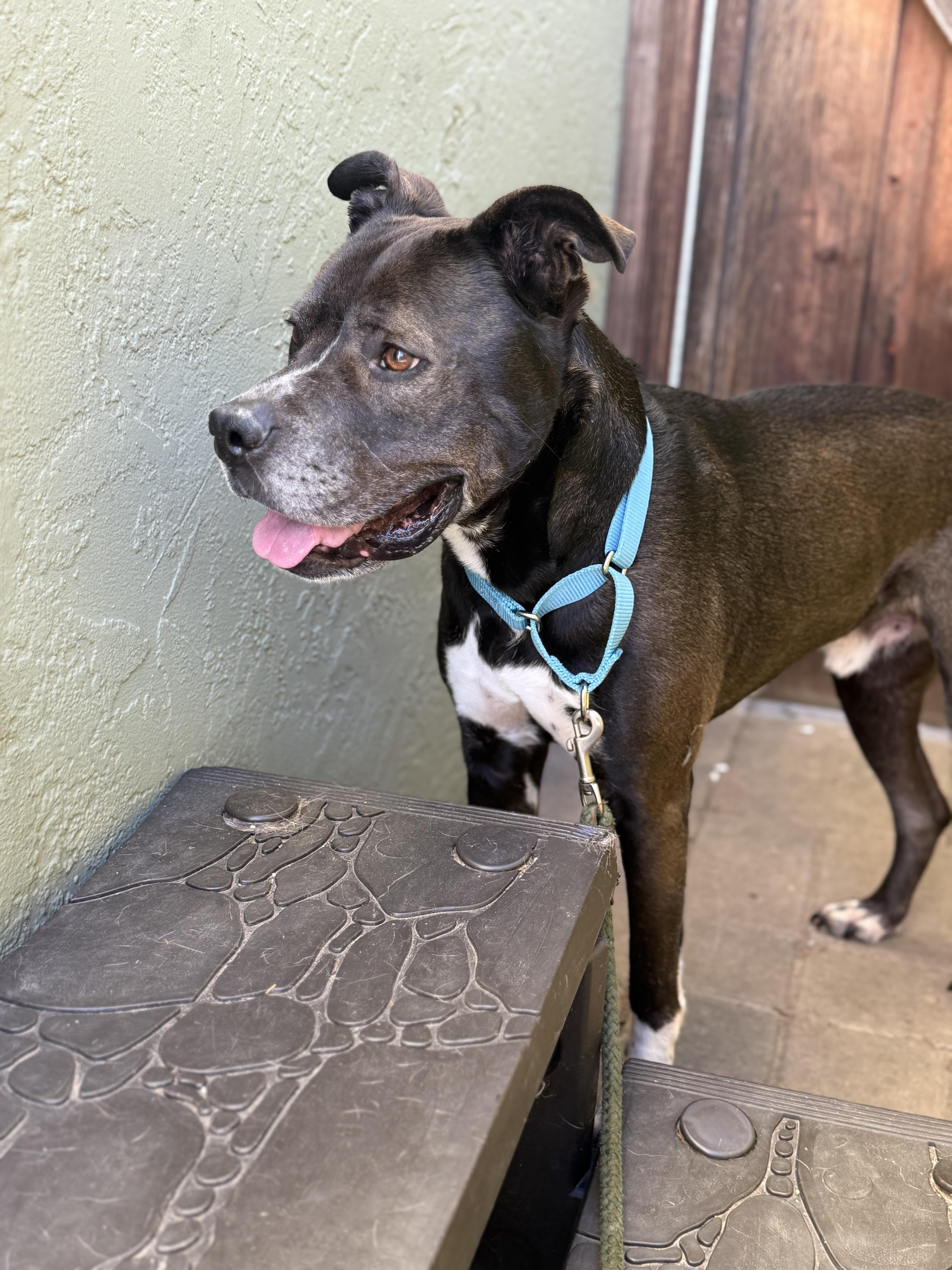 Enlarge Wilson , a ADOPTABLE Pit Bull Terrier in Hayward, CA image 2/6