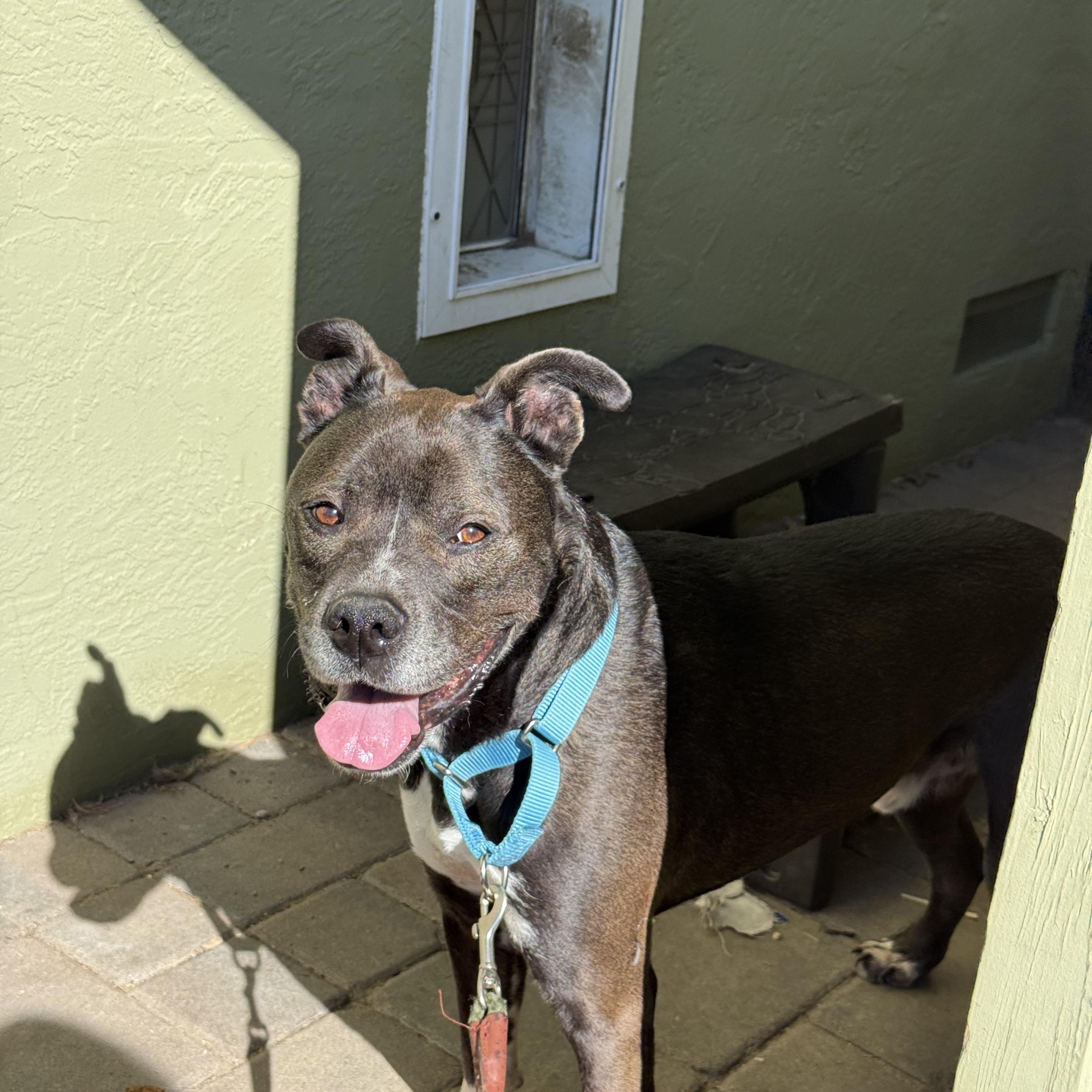 Enlarge Wilson , a ADOPTABLE Pit Bull Terrier in Hayward, CA image 3/6