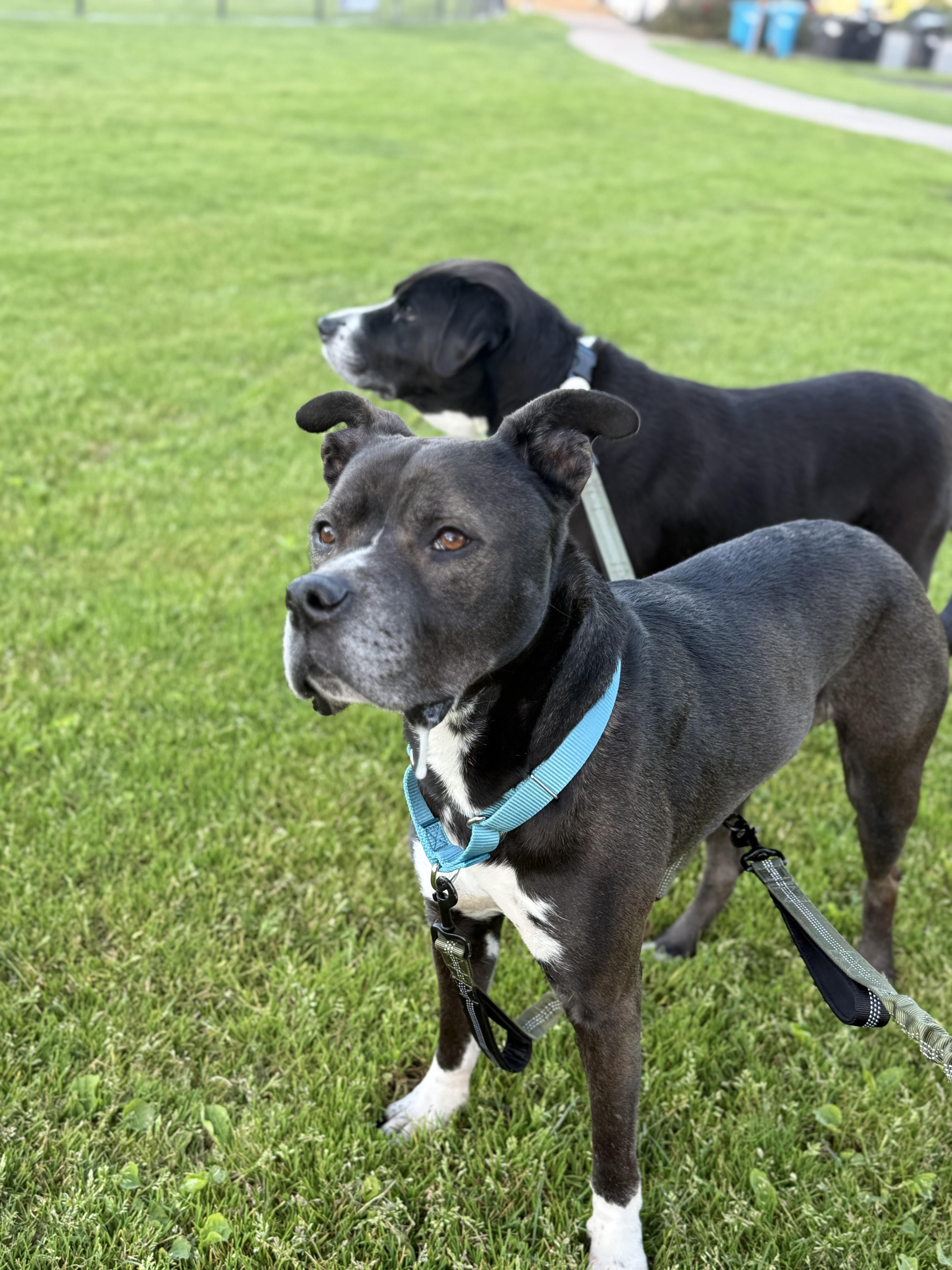 Enlarge Wilson , a ADOPTABLE Pit Bull Terrier in Hayward, CA image 1/6