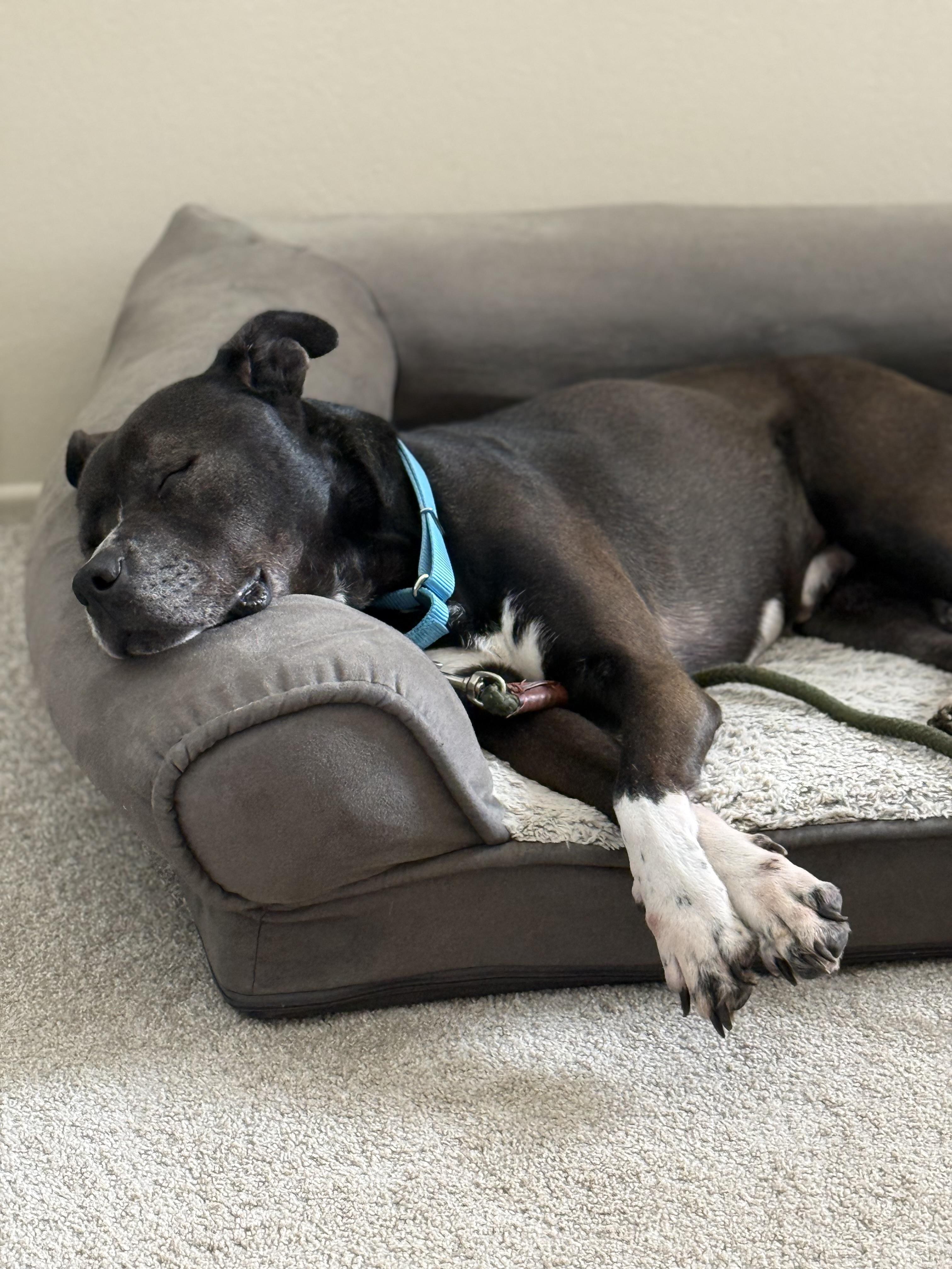 Enlarge Wilson , a ADOPTABLE Pit Bull Terrier in Hayward, CA image 5/6