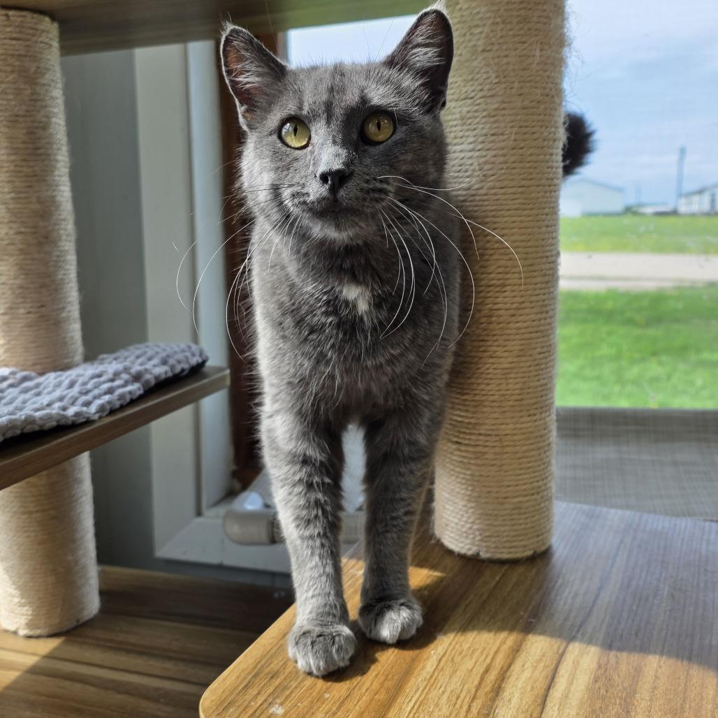 Church, a Adoptable Domestic Short Hair in Chariton, IA image 1/6