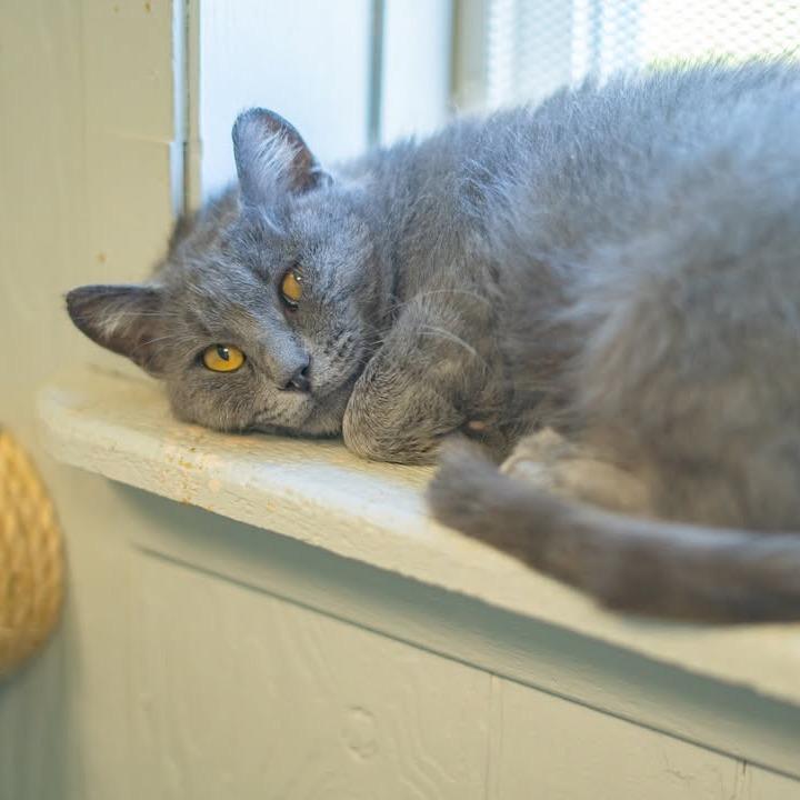 Church, a Adoptable Domestic Short Hair in Chariton, IA image 5/6