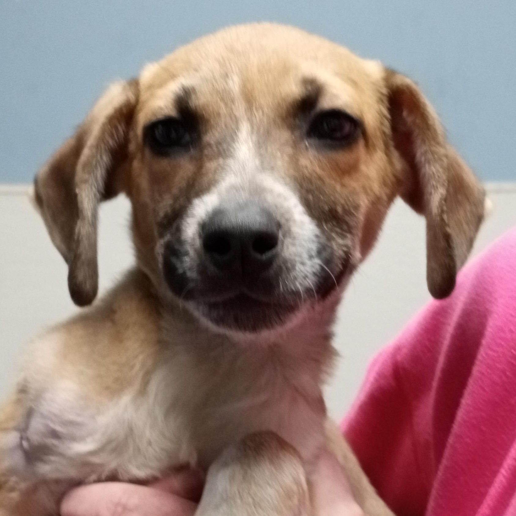 Handlee, ADOPTABLE, Puppy Male Beagle.