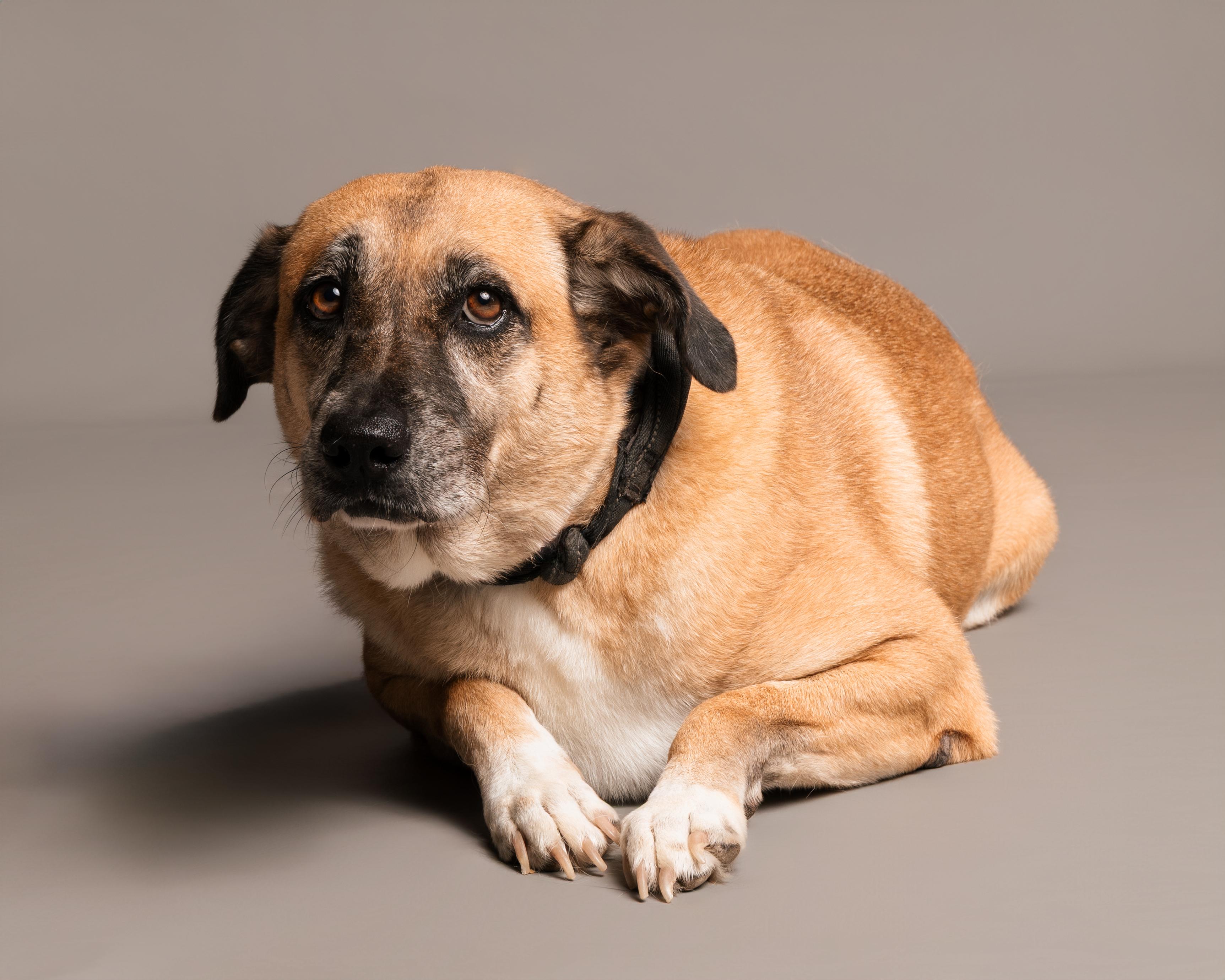 Tessa, an adoptable Black Mouth Cur, Shepherd in Aransas Pass, TX, 78335 | Photo Image 1
