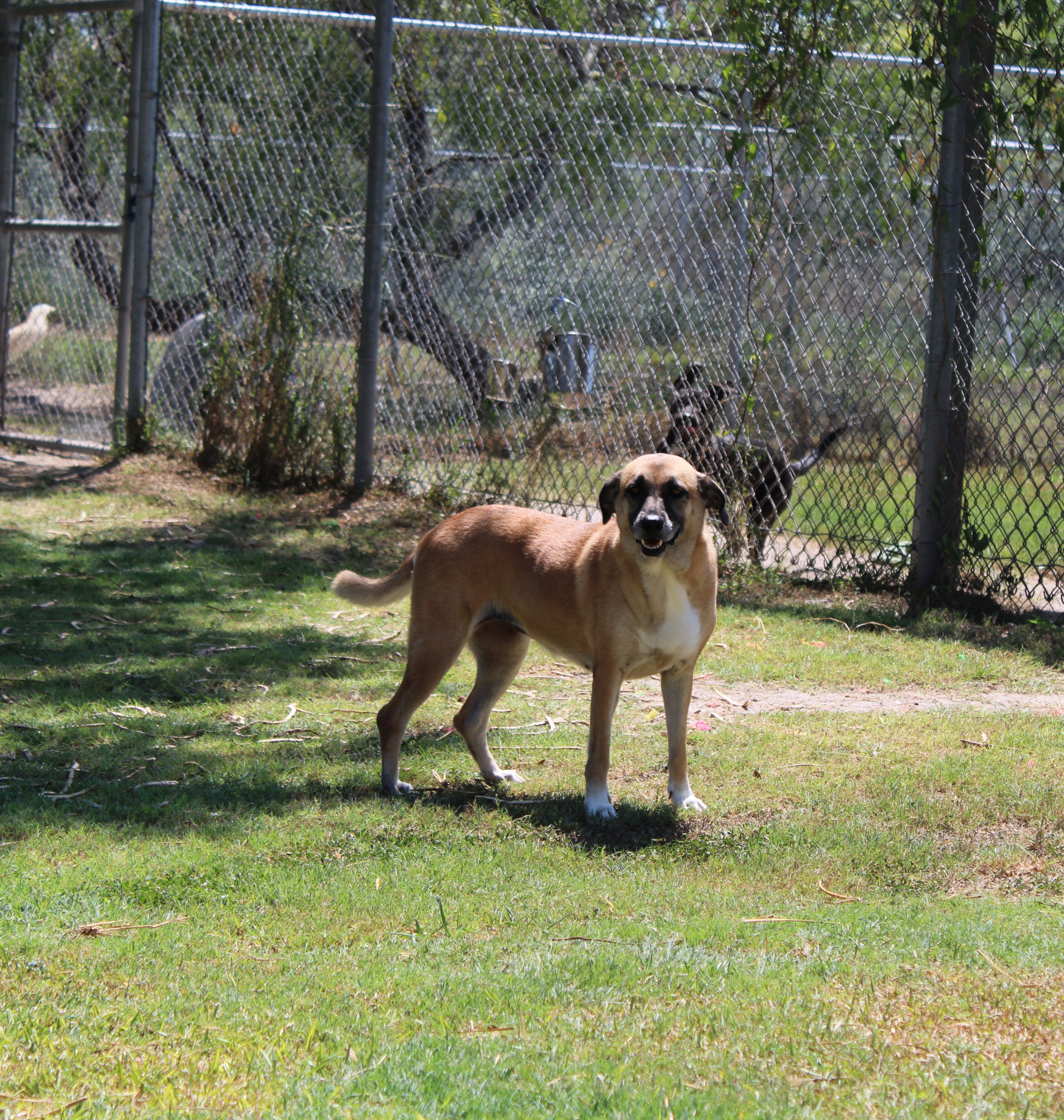 Tessa, an adoptable Black Mouth Cur, Shepherd in Aransas Pass, TX, 78335 | Photo Image 4