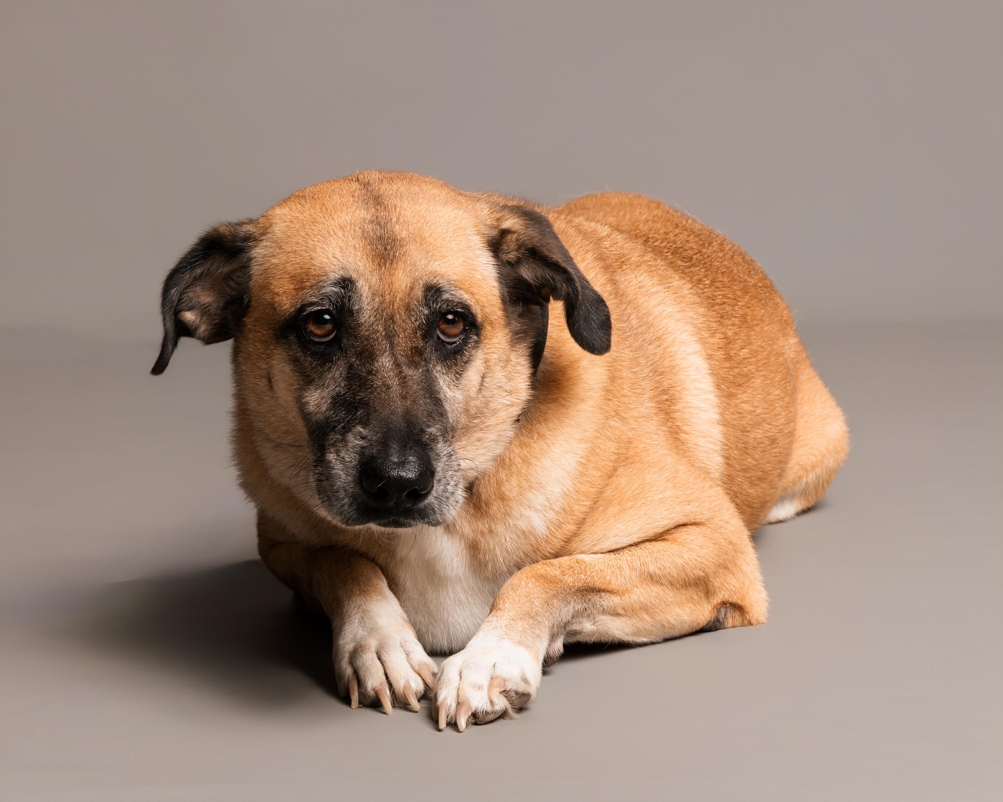 Tessa, an adoptable Black Mouth Cur, Shepherd in Aransas Pass, TX, 78335 | Photo Image 3