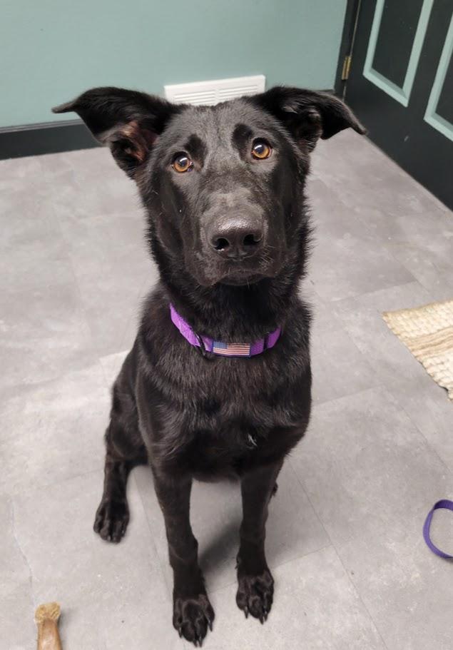 Betty, an adopted mixed breed in Lisbon, OH image 1/4