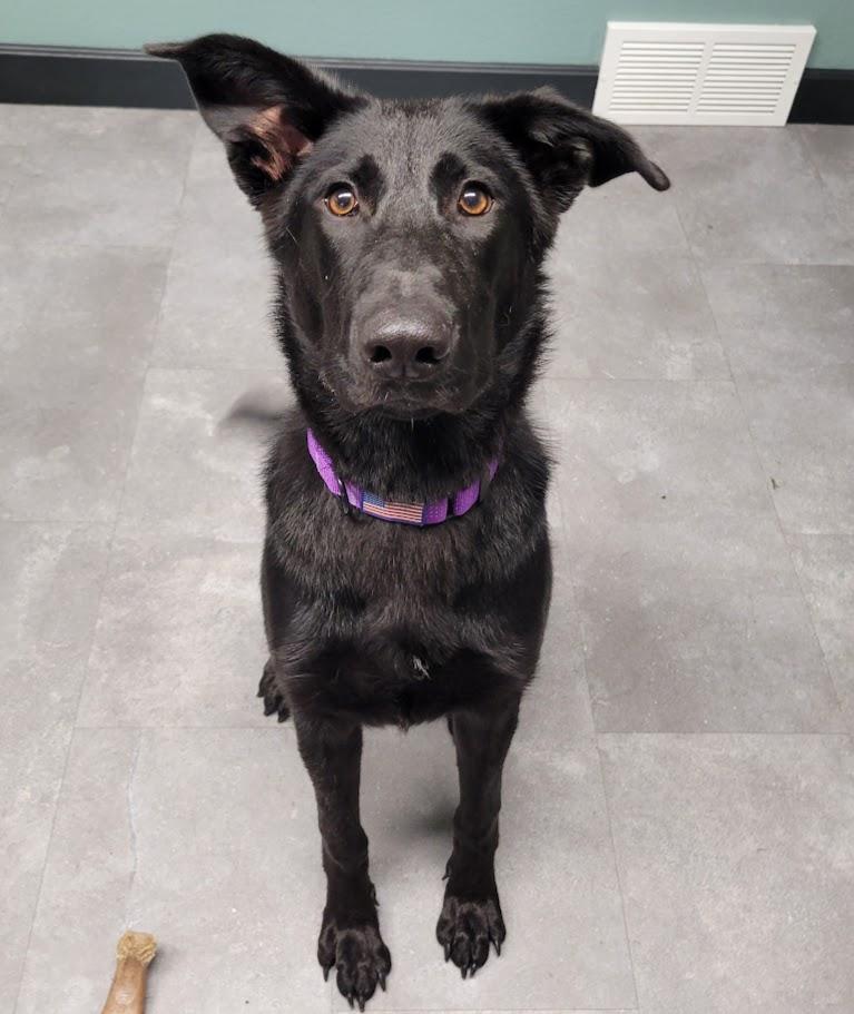 Betty, an adopted mixed breed in Lisbon, OH image 4/4