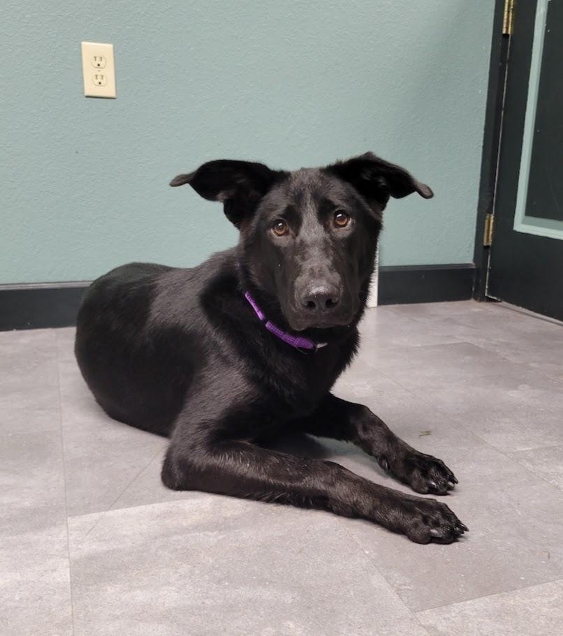 Betty, an adopted mixed breed in Lisbon, OH image 3/4
