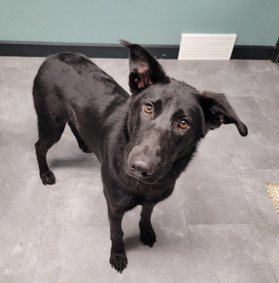 Betty, an adopted mixed breed in Lisbon, OH image 2/4