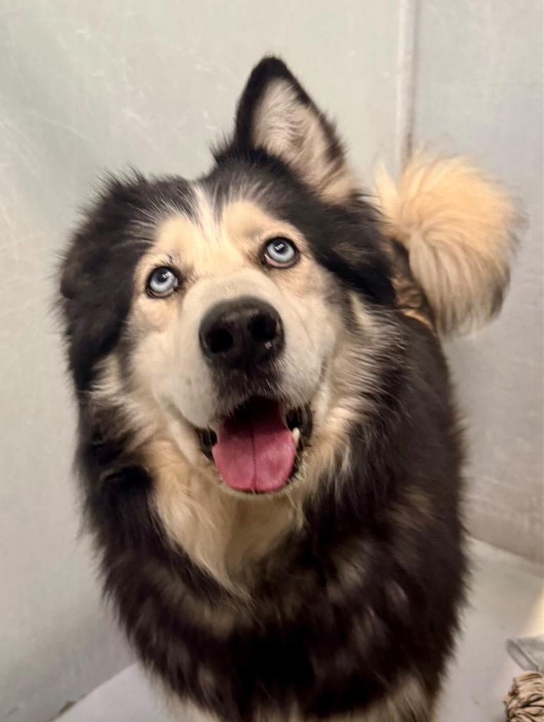 Grandpaw, a Adoptable mixed breed in Chico, CA image 1/3