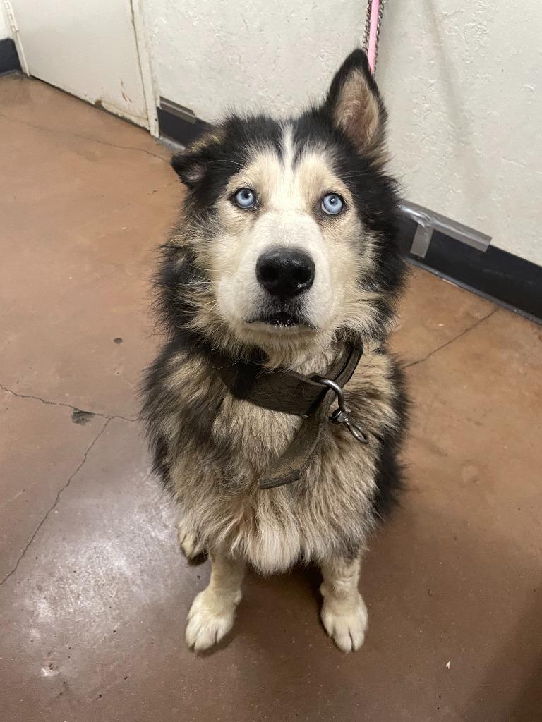 Grandpaw, a Adoptable mixed breed in Chico, CA image 2/3