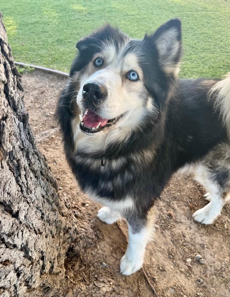 Grandpaw, a Adoptable mixed breed in Chico, CA image 3/3