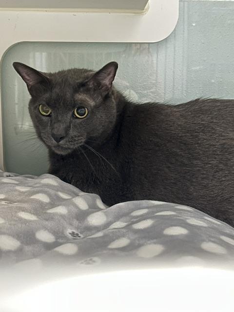 Drake, Adoptable, Adult Male Domestic Short Hair.