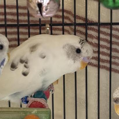 Enlarge Snowy, a Adoptable Parakeet (Other) in Saint Cloud, MN image 1/1