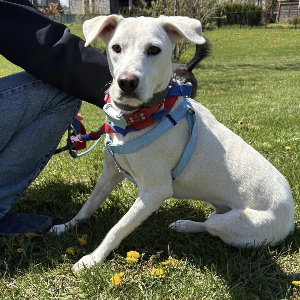 Enlarge Billy, a ADOPTABLE mixed breed in Smiths Falls, ON image 2/5