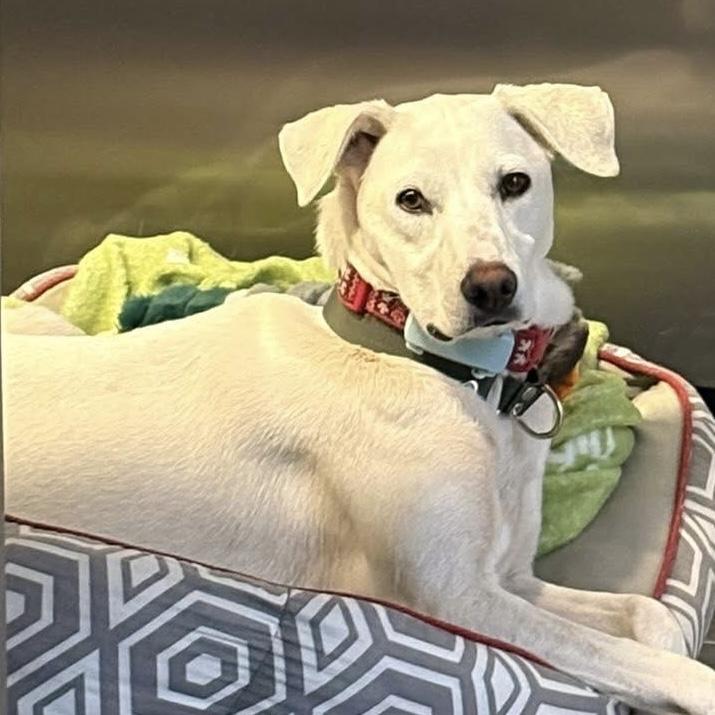 Enlarge Billy, a ADOPTABLE mixed breed in Smiths Falls, ON image 5/5