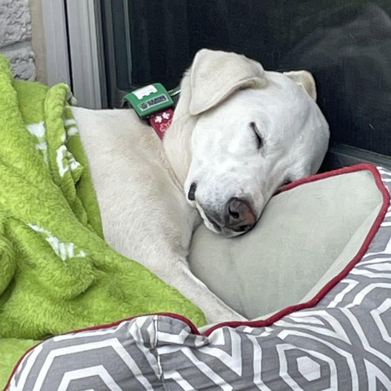 Enlarge Billy, a ADOPTABLE mixed breed in Smiths Falls, ON image 3/5