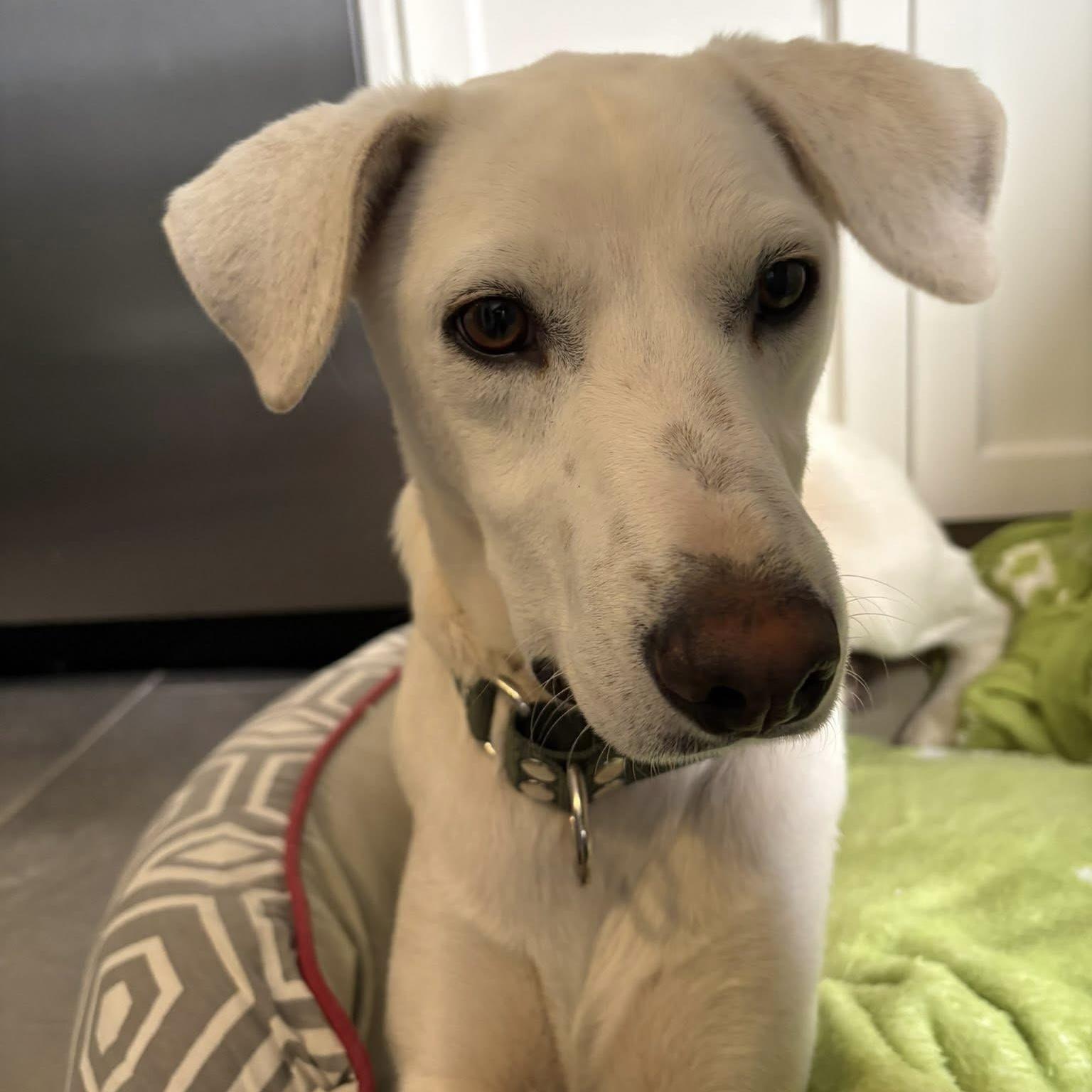 Billy, ADOPTABLE, Young Male Labrador Retriever.