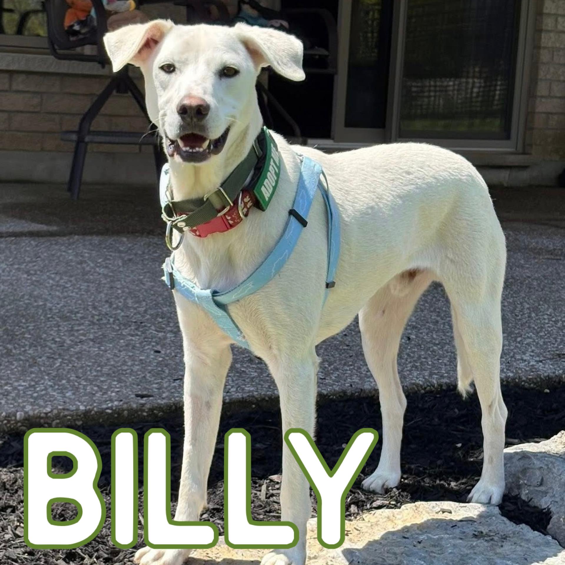 Enlarge Billy, a ADOPTABLE mixed breed in Smiths Falls, ON image 4/5