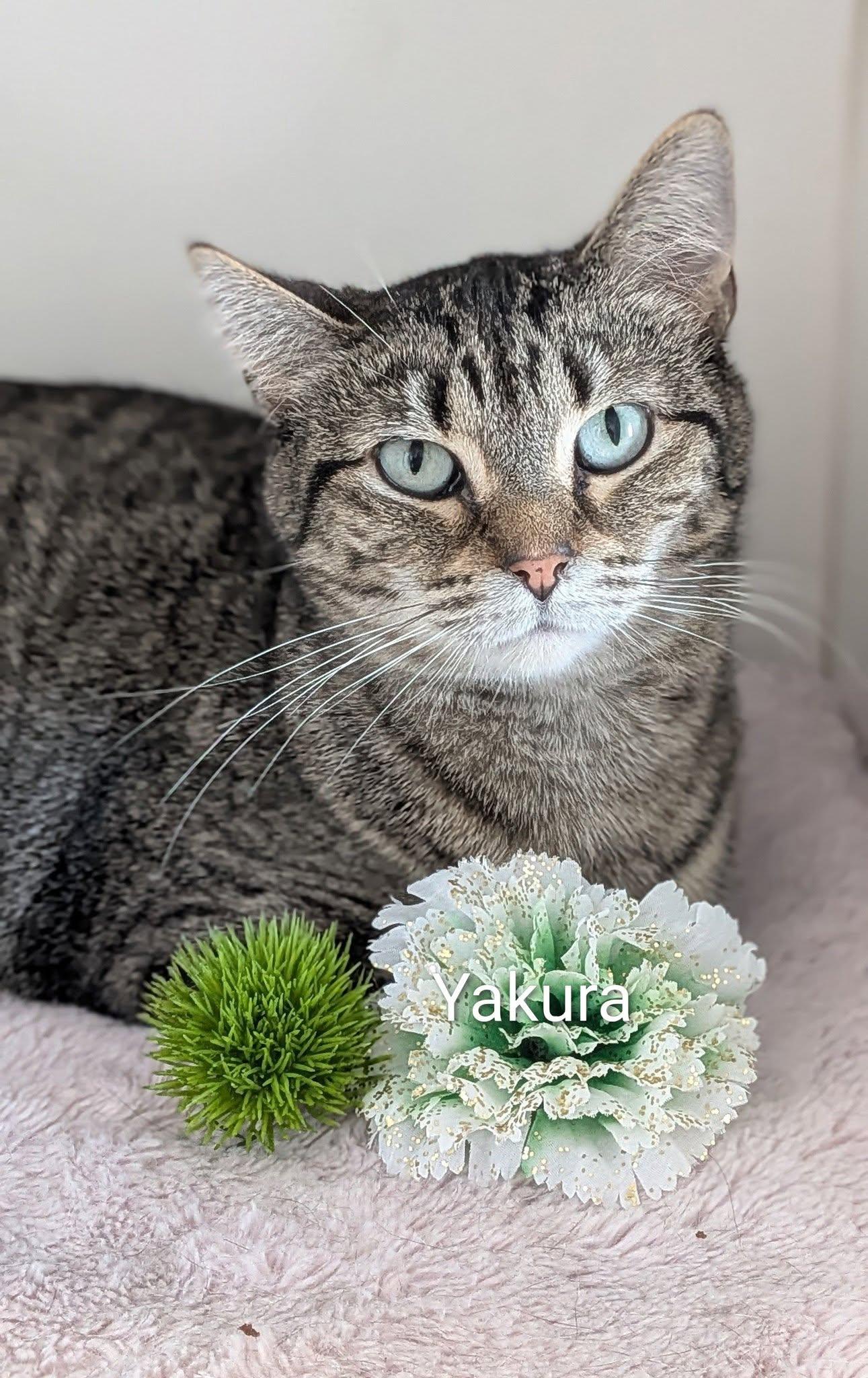 Enlarge Yakura, a ADOPTABLE Domestic Short Hair in Flint, MI image 1/1