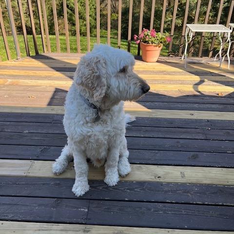 Joey — thumbnail 2