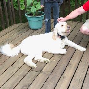 Joey — thumbnail 3