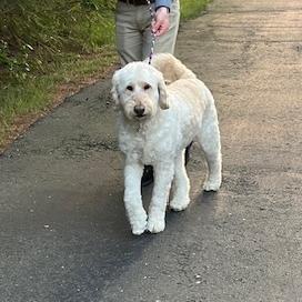 Joey — thumbnail 4