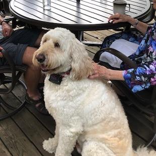 Joey — thumbnail 5