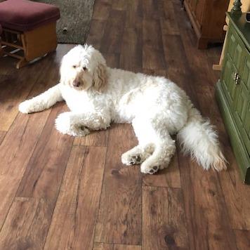 Joey — thumbnail 6