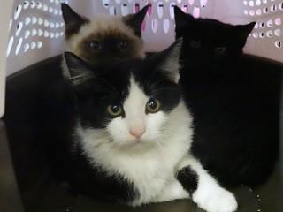 Mario, an adoptable Domestic Short Hair in Anaconda, MT, 59711 | Photo Image 2