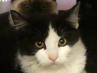 Mario, an adoptable Domestic Short Hair in Anaconda, MT, 59711 | Photo Image 1