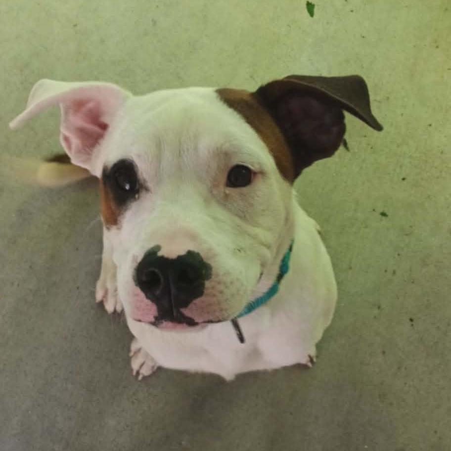 Petey, Adoptable, Young Male Pit Bull Terrier & Mixed Breed.