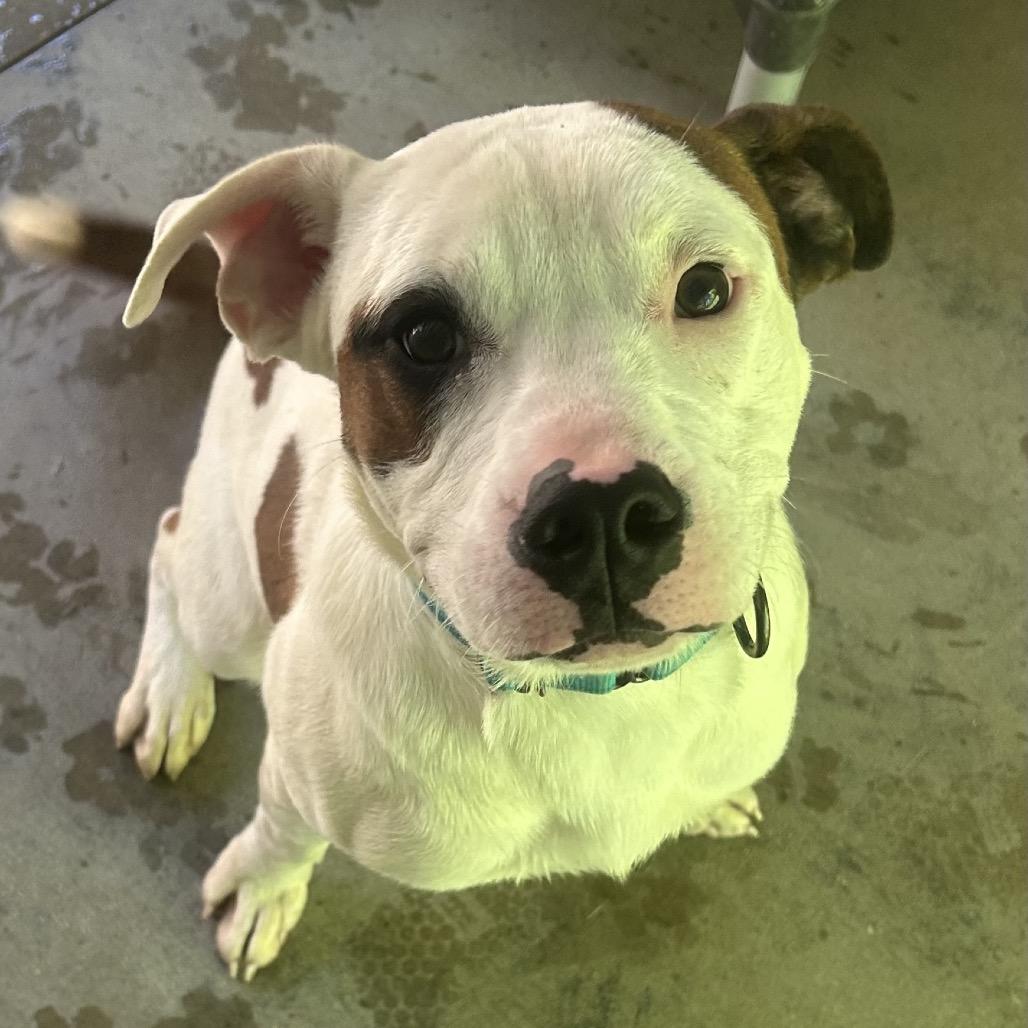 Enlarge Petey, a Adoptable mixed breed in Greenville, PA image 2/4