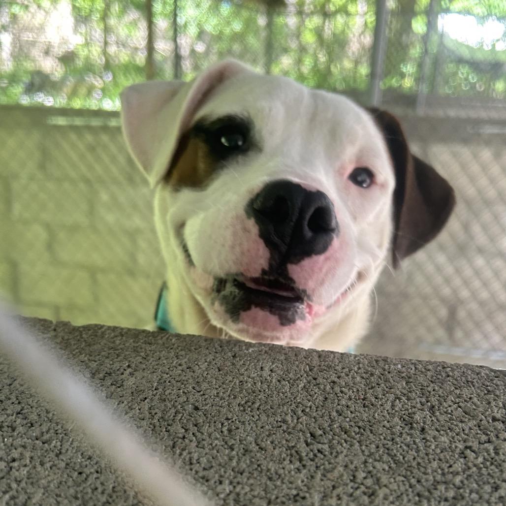 Enlarge Petey, a Adoptable mixed breed in Greenville, PA image 3/4