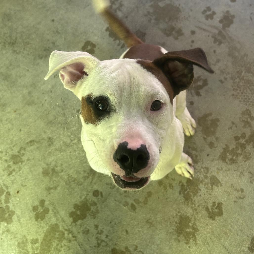 Enlarge Petey, a Adoptable mixed breed in Greenville, PA image 4/4