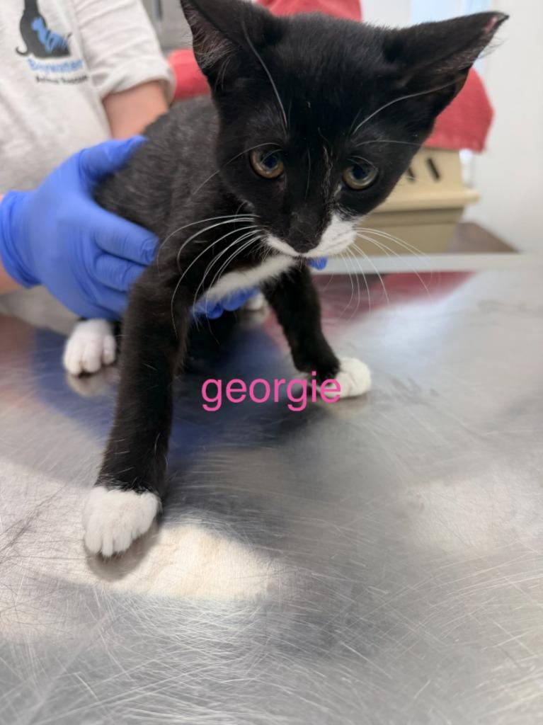 Enlarge Georgie, a Adoptable mixed breed in Cambridge, MD image 1/1