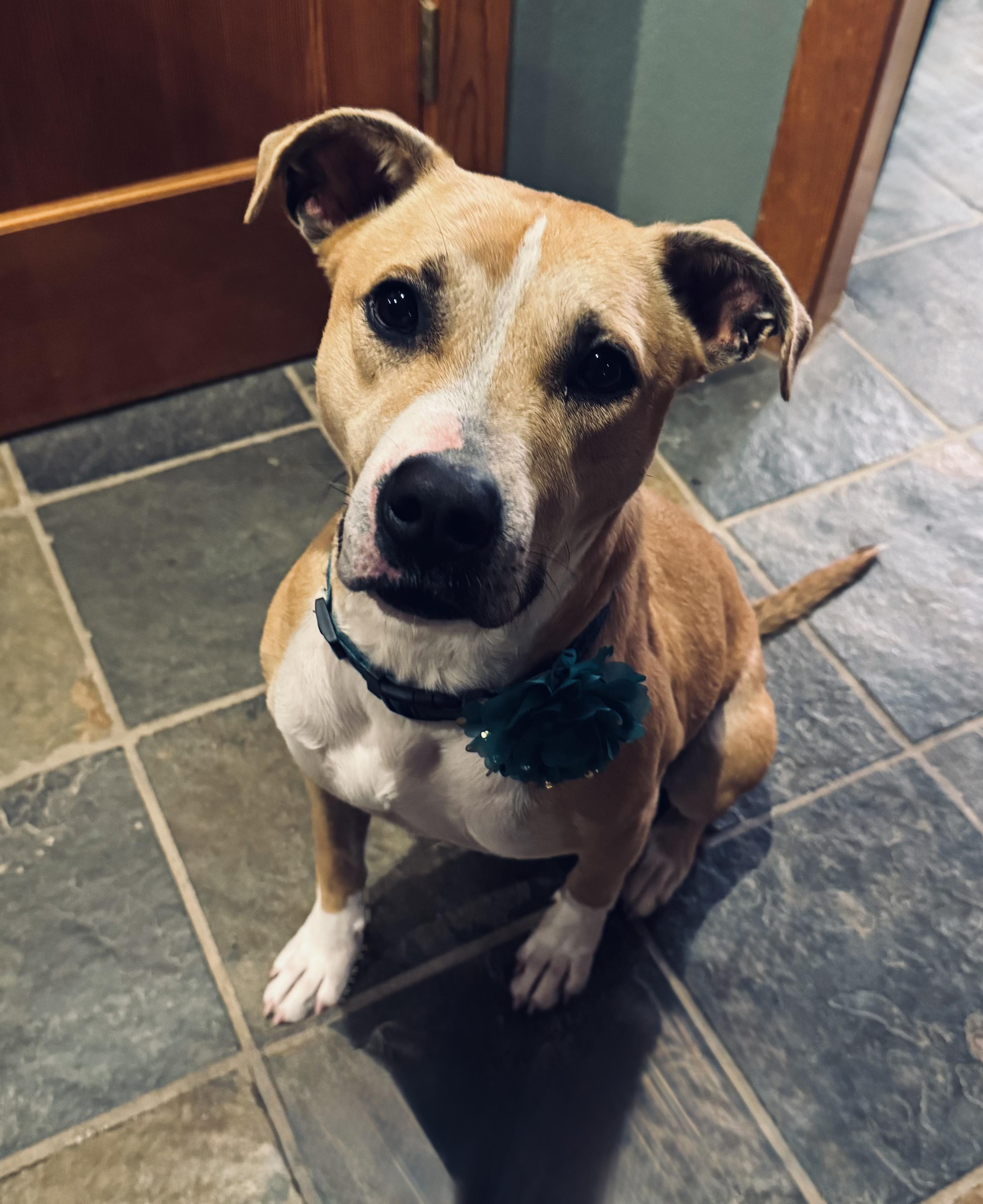 JJ, Adoptable, Young Male Pit Bull Terrier & American Staffordshire Terrier.