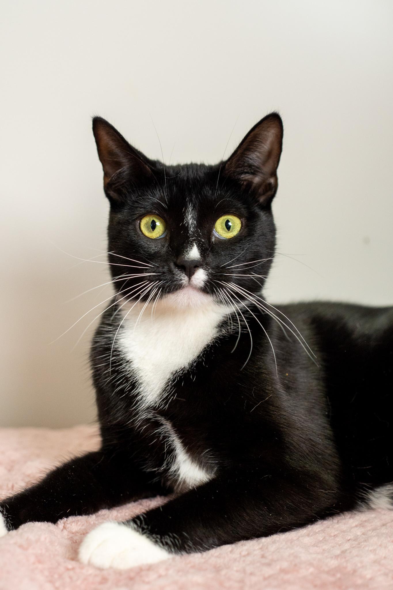 Enlarge Savvy Son, a Adopted Domestic Short Hair in Los Angeles, CA image 1/3